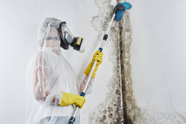 Best Post-Remediation Services in Waverly, NY