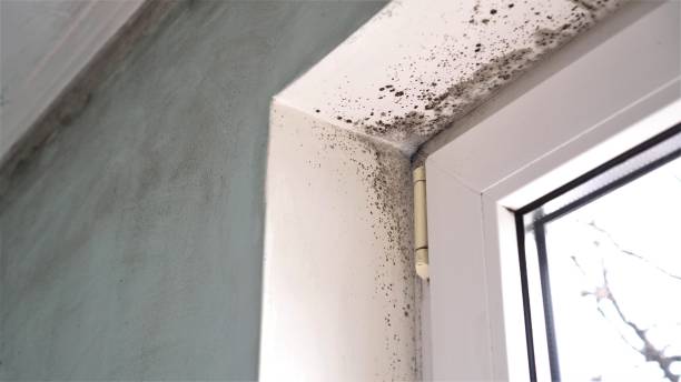 Best Mold Testing and Inspection Services in Waverly, NY