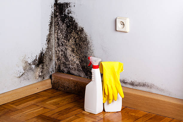 Best Crawl Space Mold Remediation in Waverly, NY