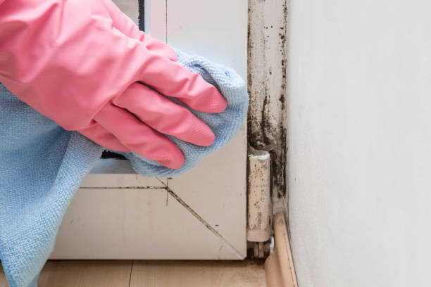 Best Mold Remediation for Specific Building Types in Waverly, NY